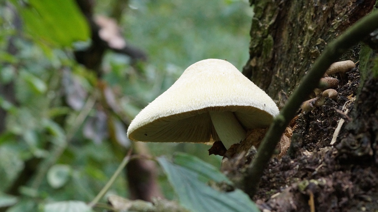 sponge forest tree free photo