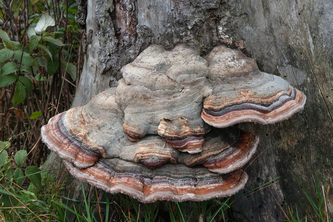 sponge log nature free photo