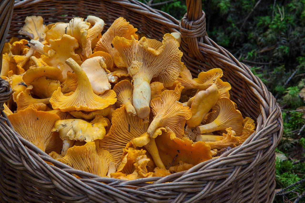 sponge basket chanterelle mushrooms mushroom picking free photo