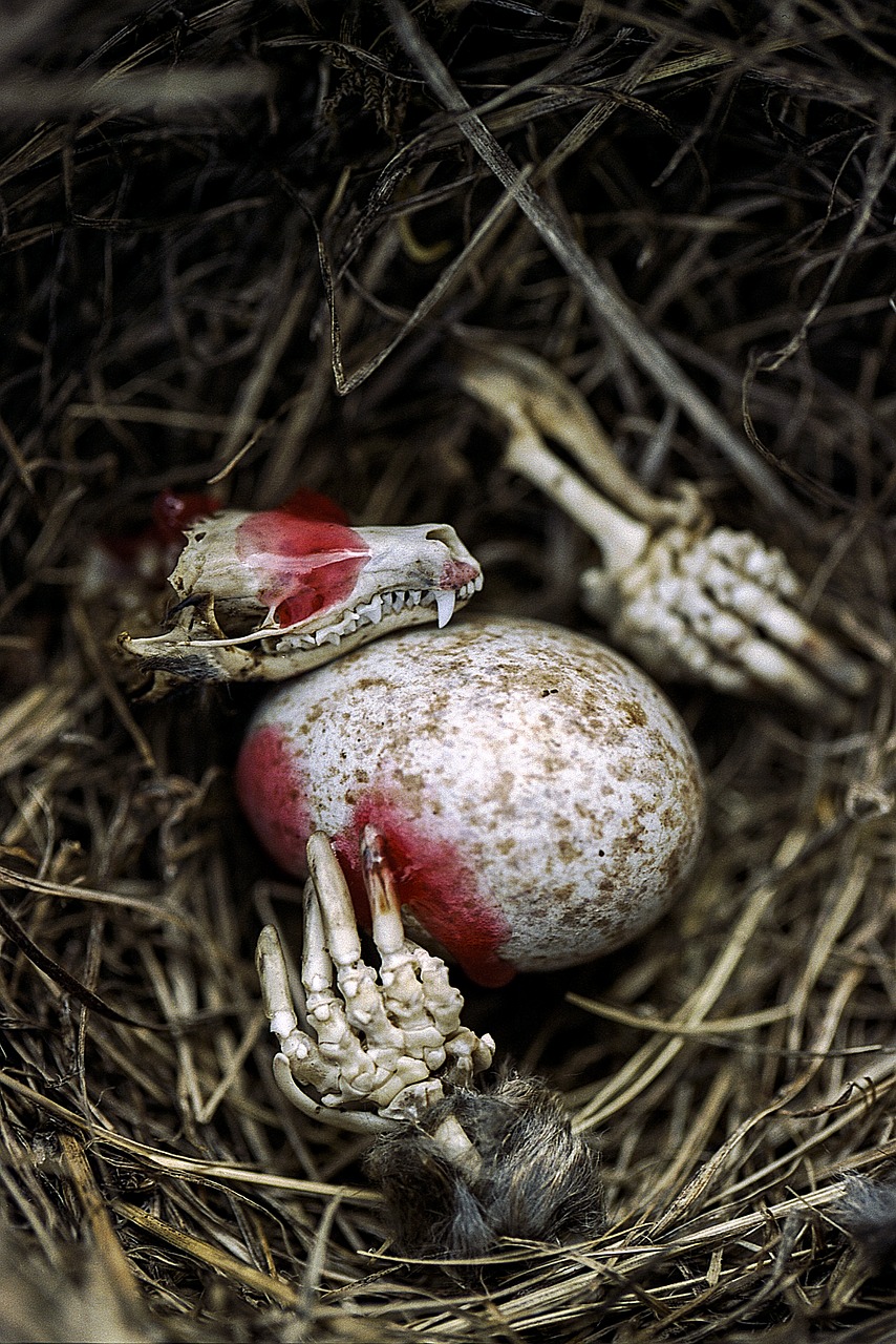 spooky skeleton egg free photo