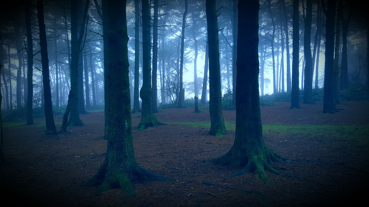 spooky forest haunted free photo