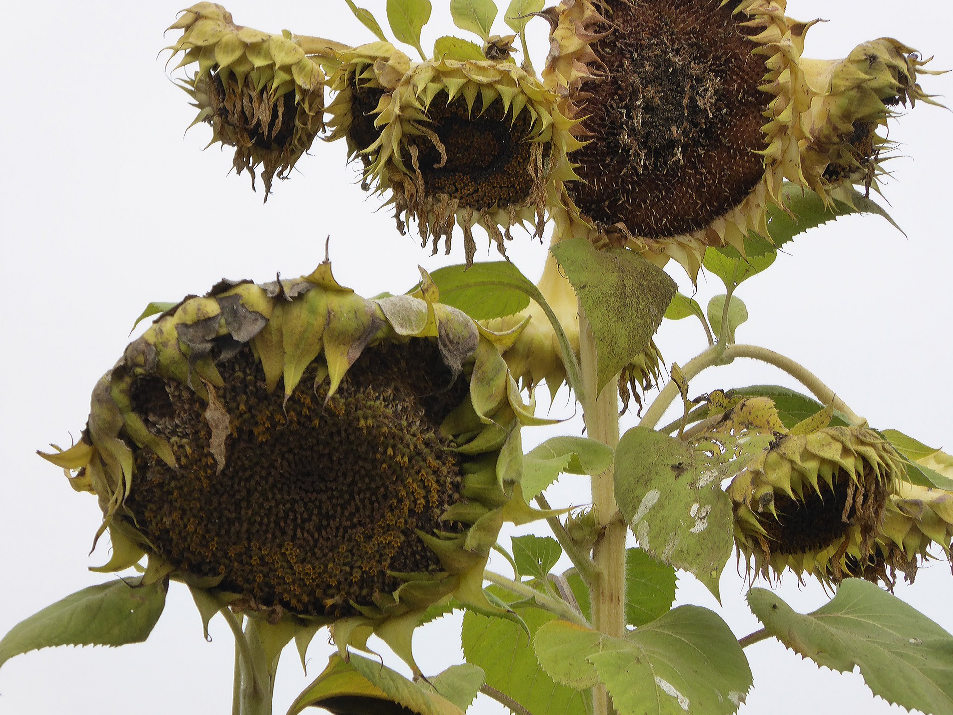 spooky sunflowers dying free photo