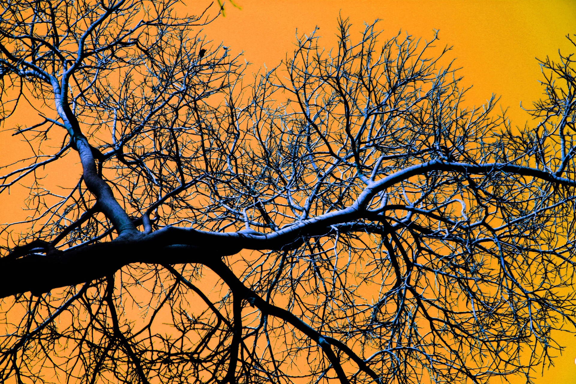 tree bare eerie free photo