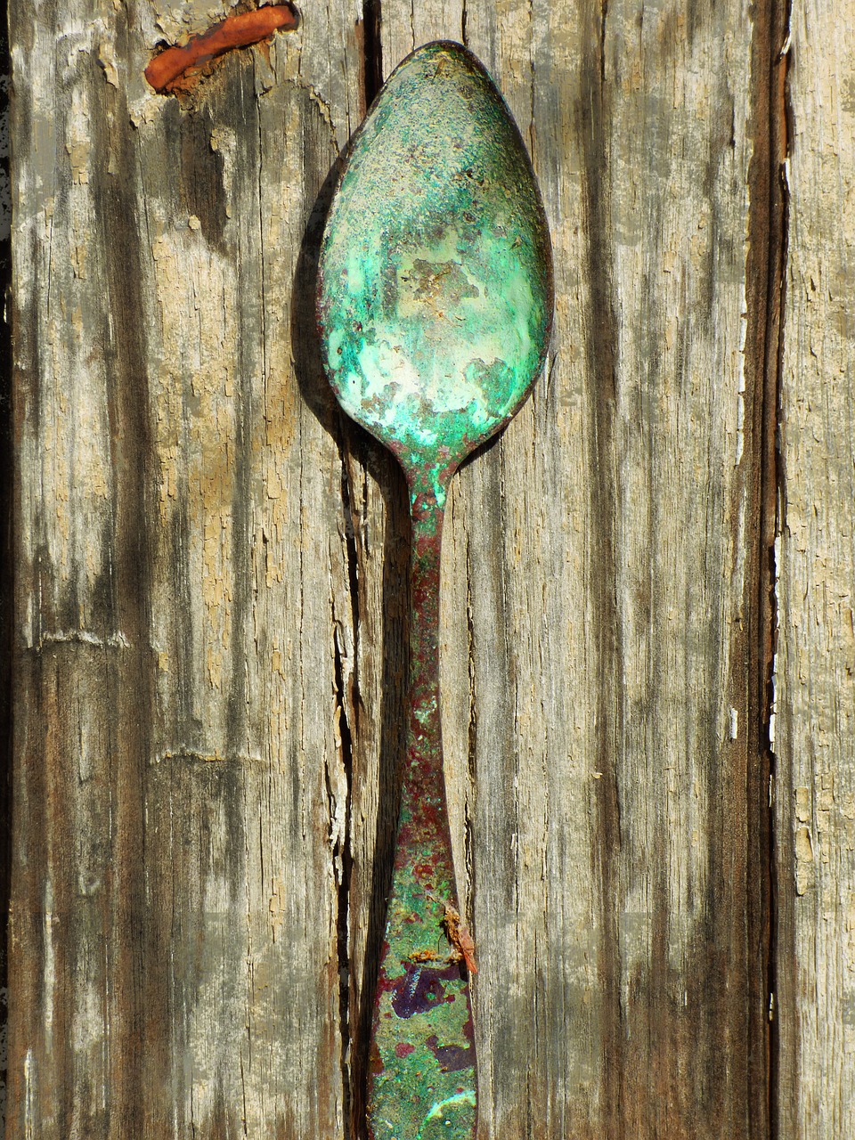 spoon old alpaca free photo