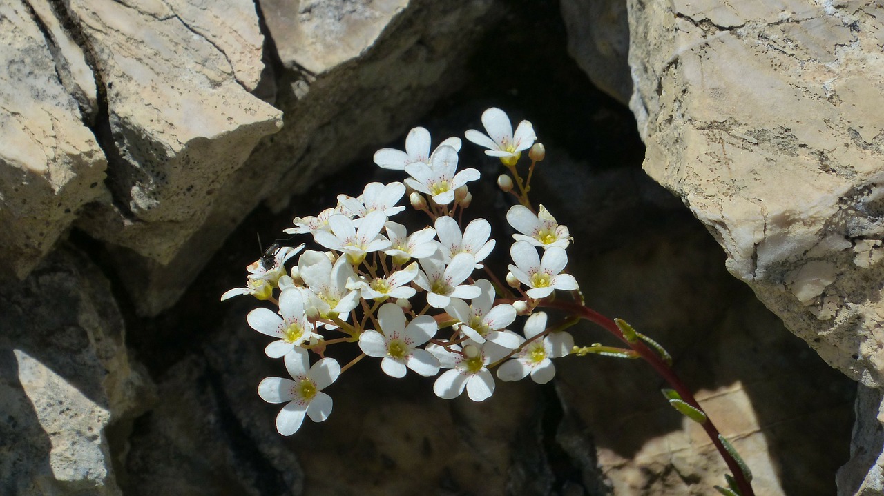 spoon leaf saxifrage flower blossom free photo