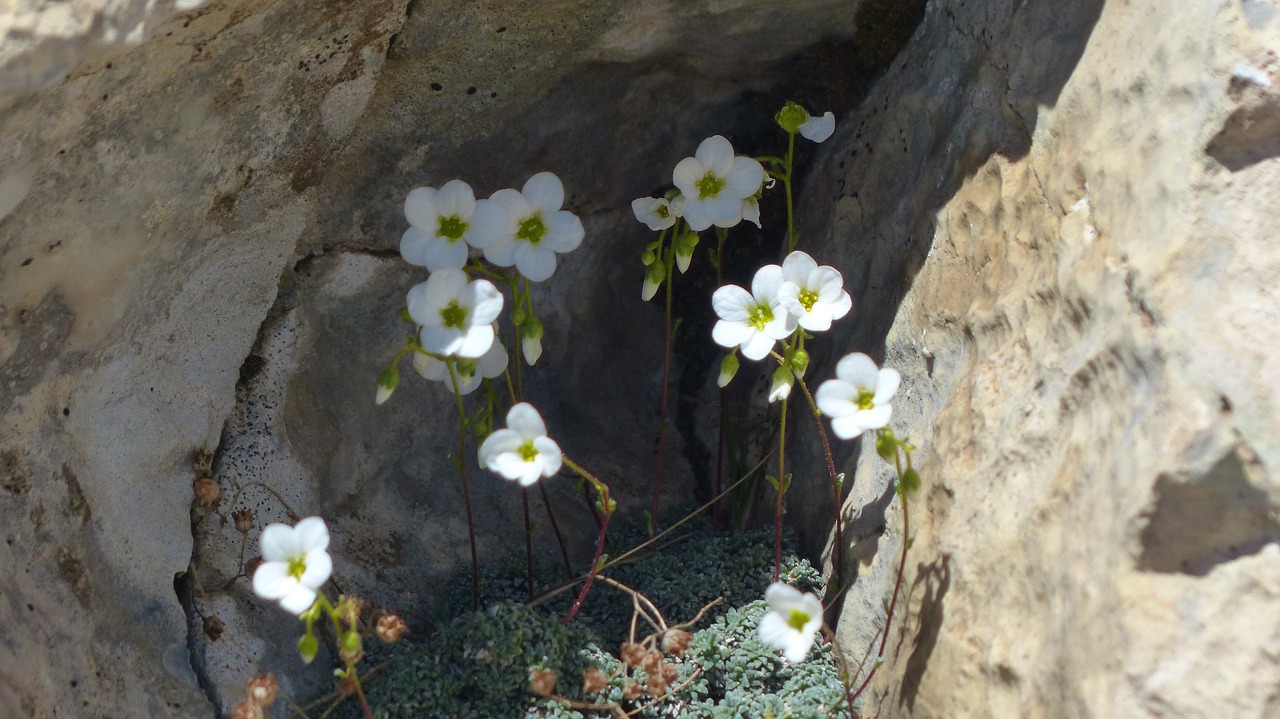 spoon leaf saxifrage flower blossom free photo