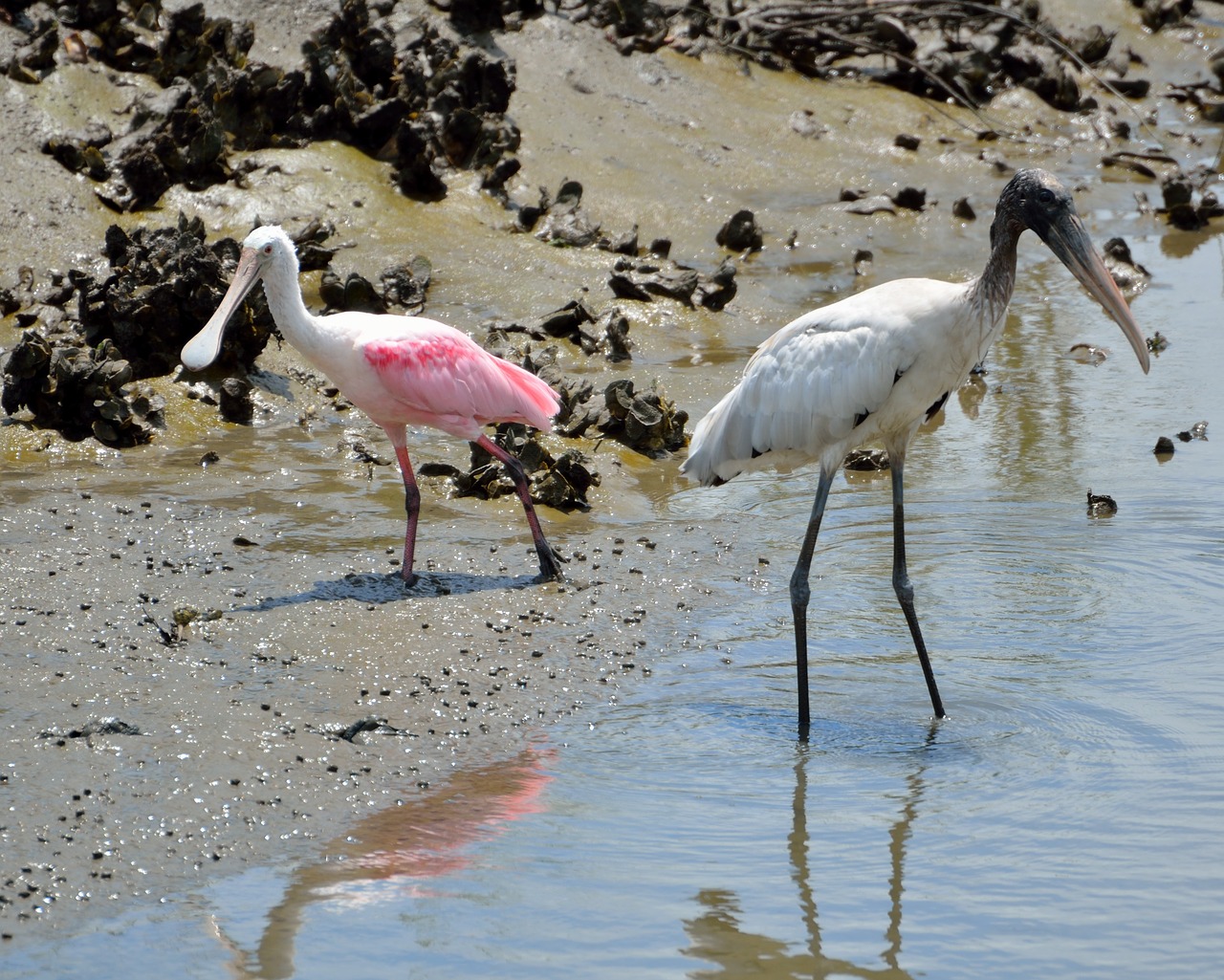 spoonbill wood stork wading free photo