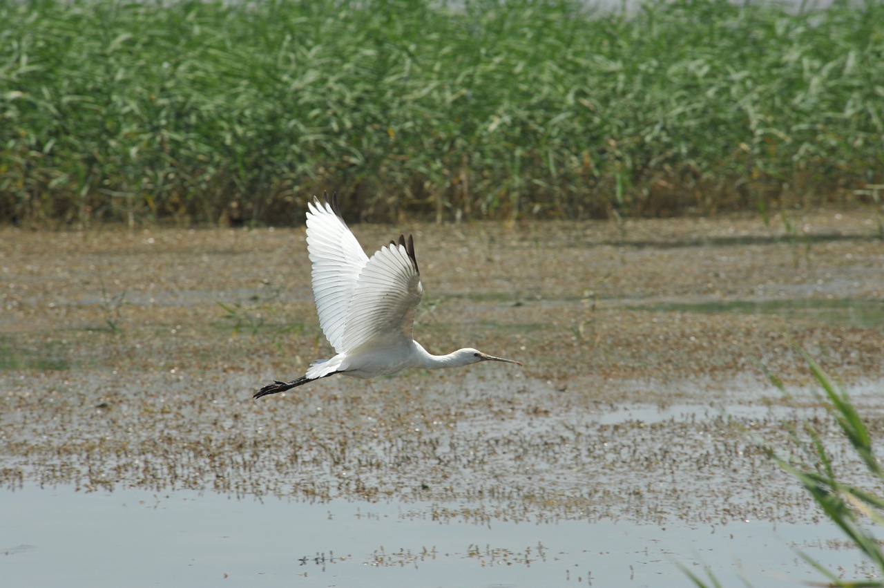 spoonbill heron wild waterfowl free photo