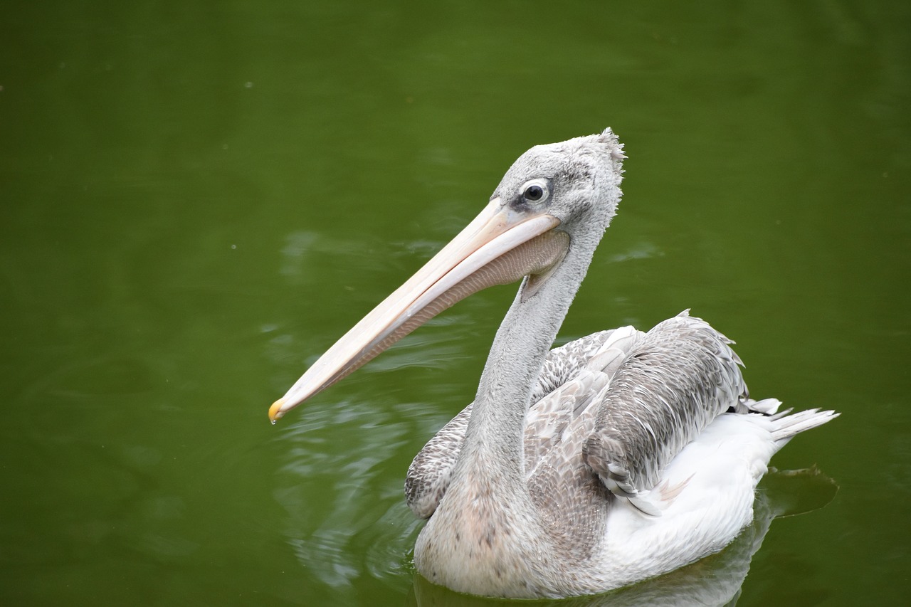 spoonbill green water the tip of the mouth free photo