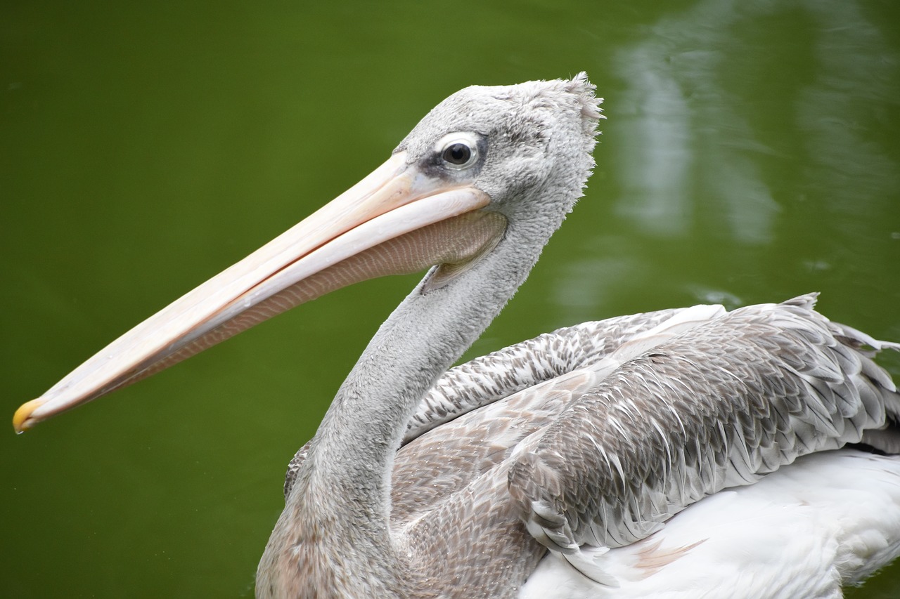 spoonbill the tip of the mouth waterfowl free photo