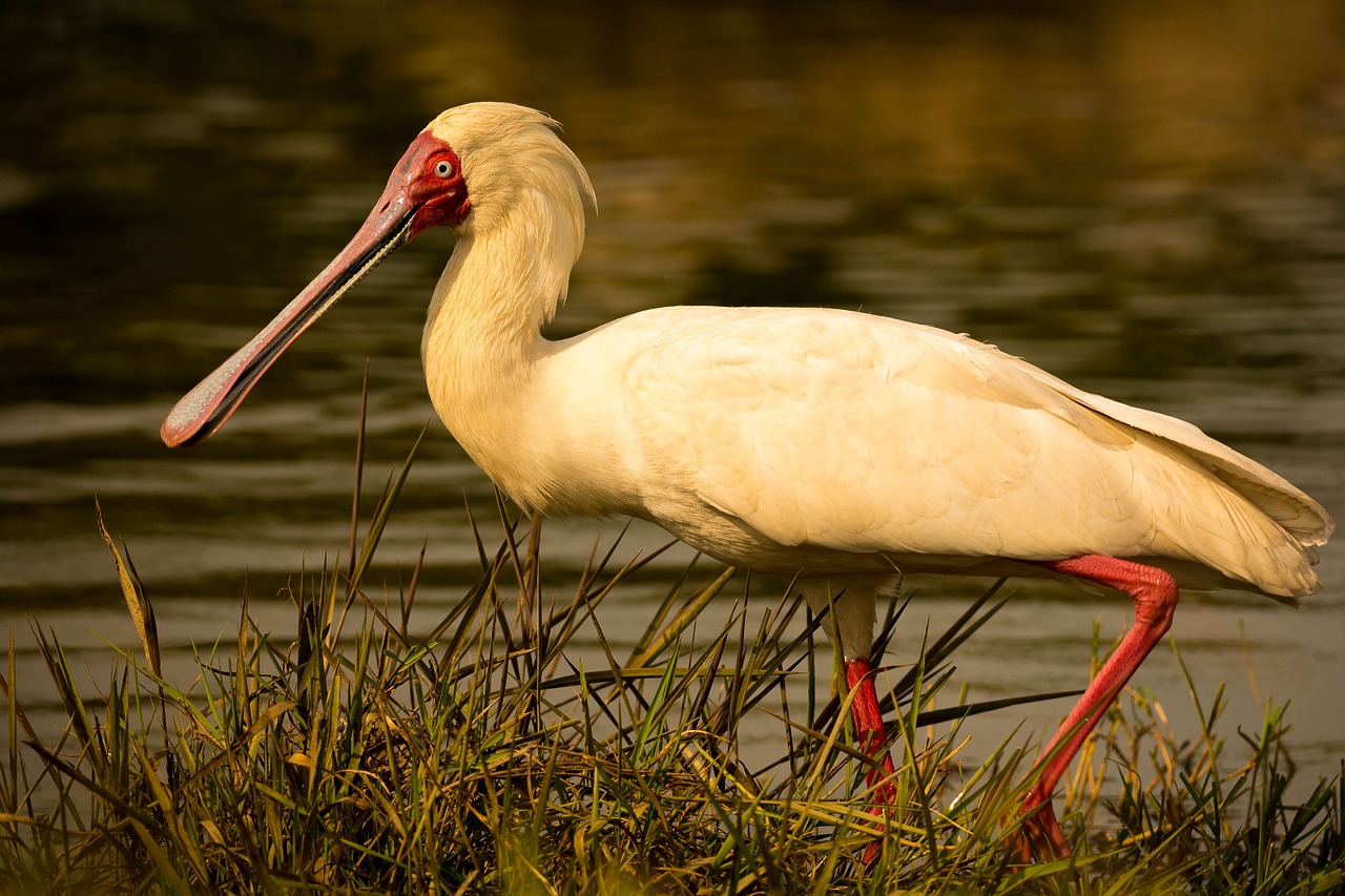 spoonbill bird water free photo