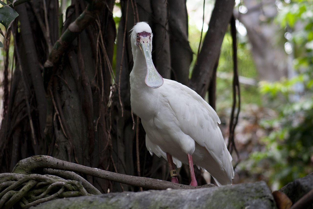 spoonbill  stork  bird free photo