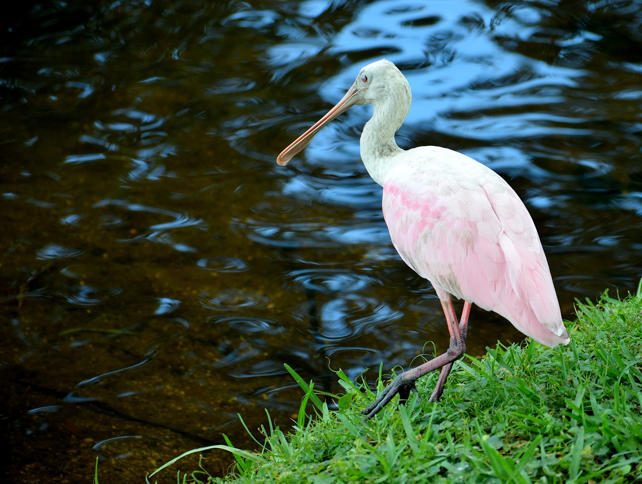 spoonbill  tropical  bird free photo