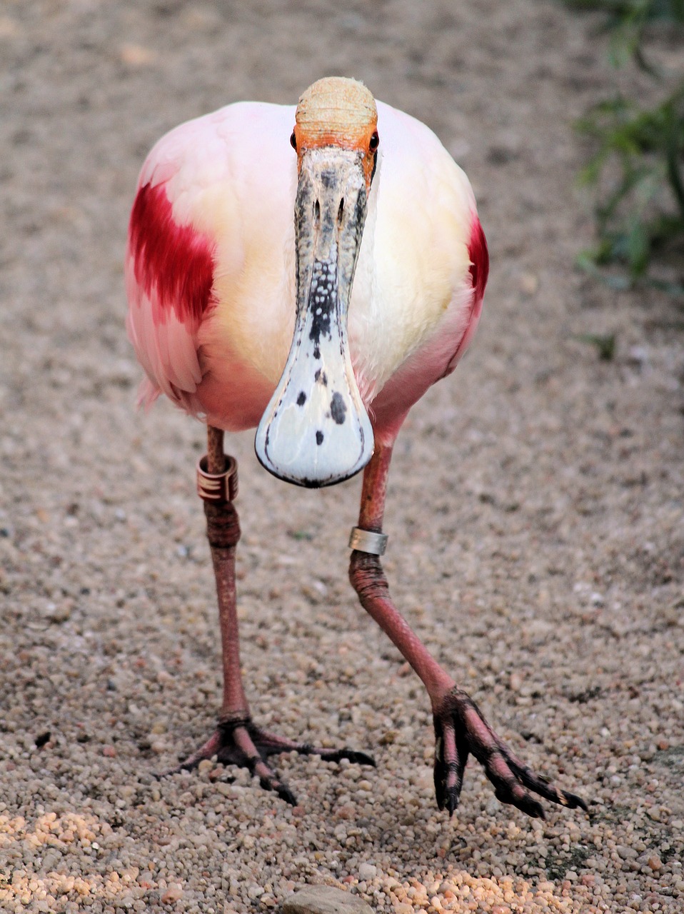 spoonbill  pink  bird free photo