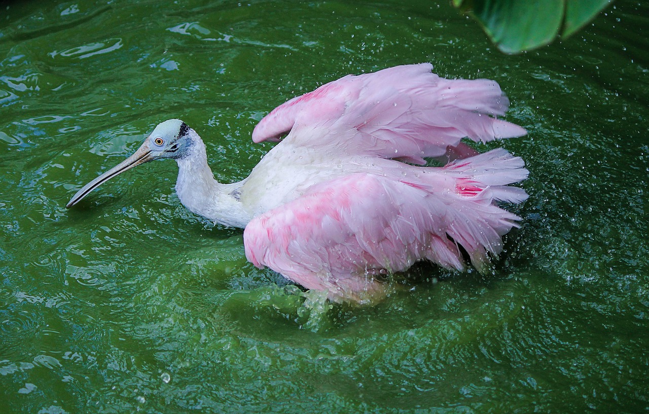 spoonbill crane roseate spoonbill free photo