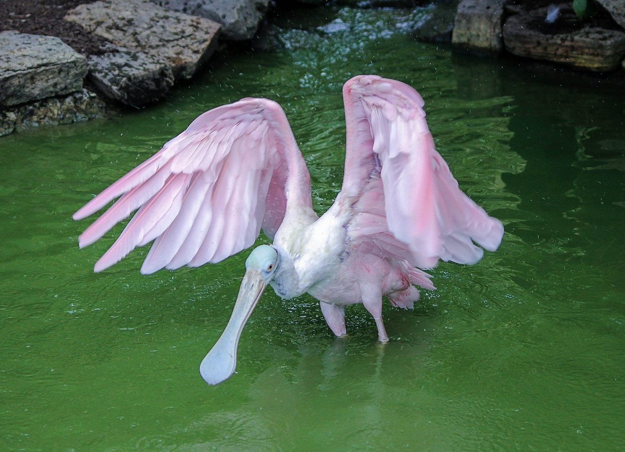 spoonbill crane roseate spoonbill free photo