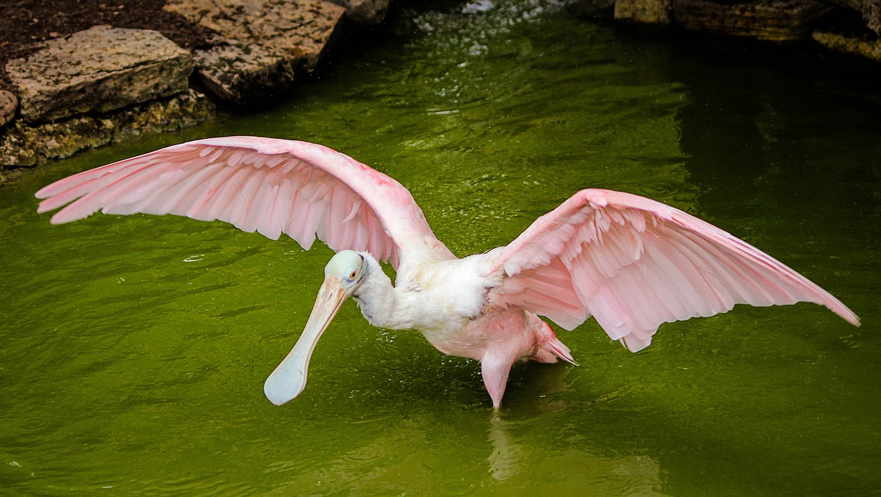 spoonbill crane roseate spoonbill free photo