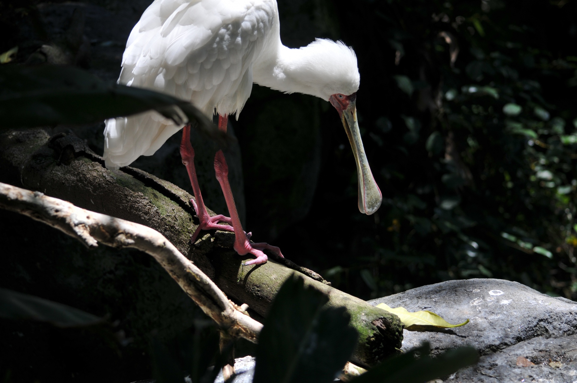 ibises spoonbill bird free photo