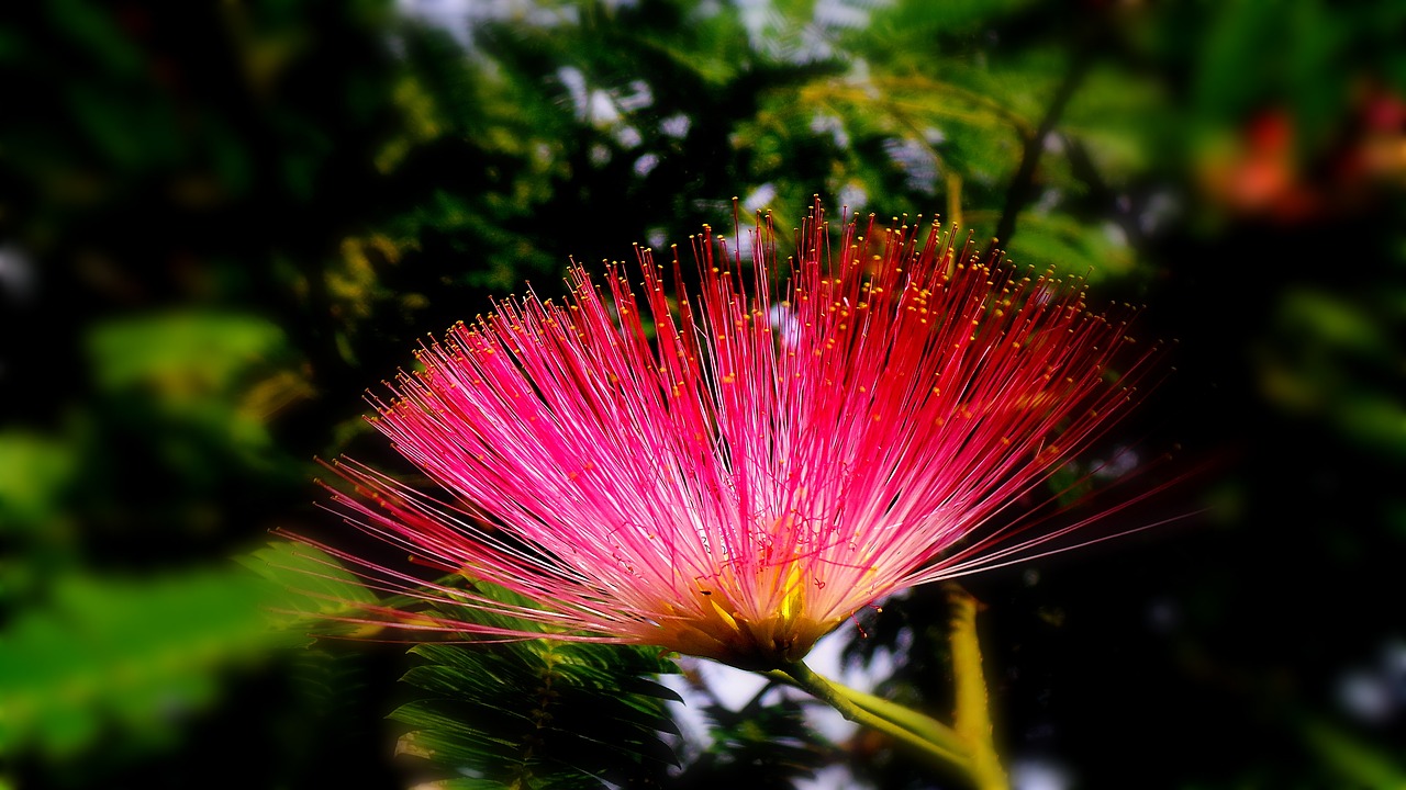 spoor flower wildflower nature's smile free photo