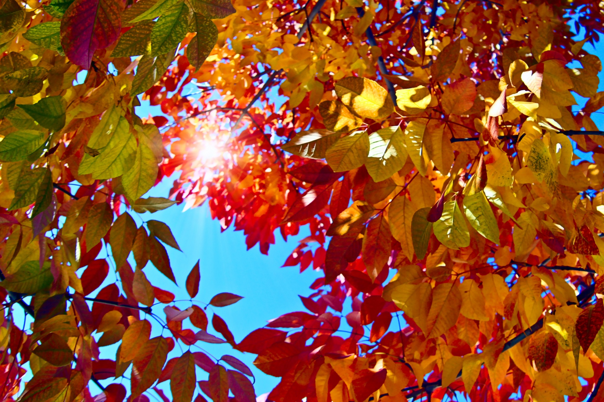 fall sun orange free photo