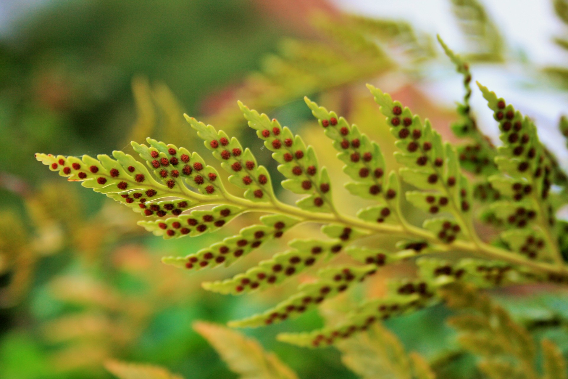 leaf leaflets fern free photo