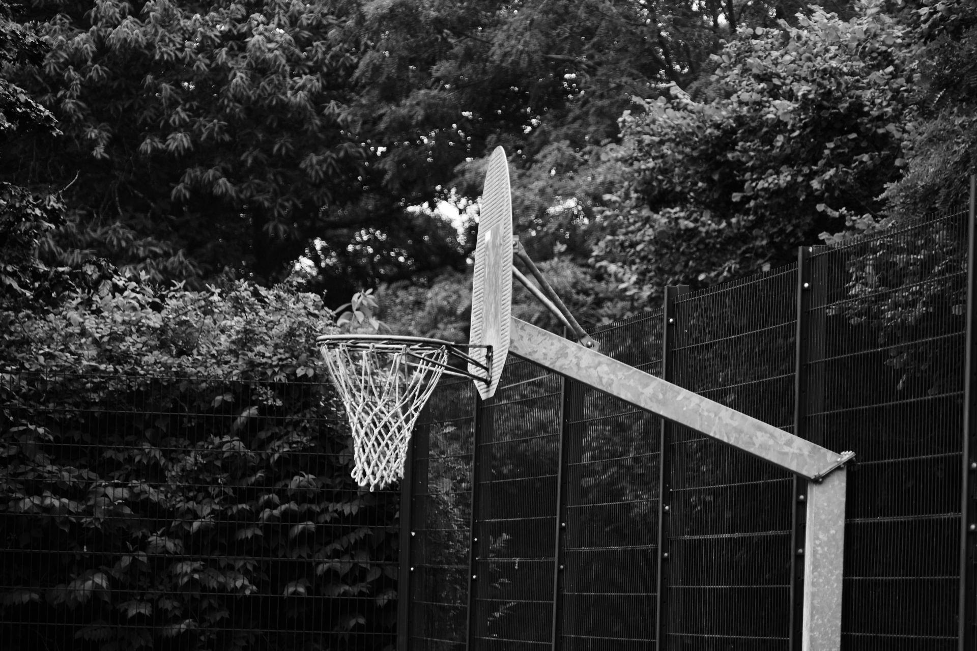 basketball sport play free photo