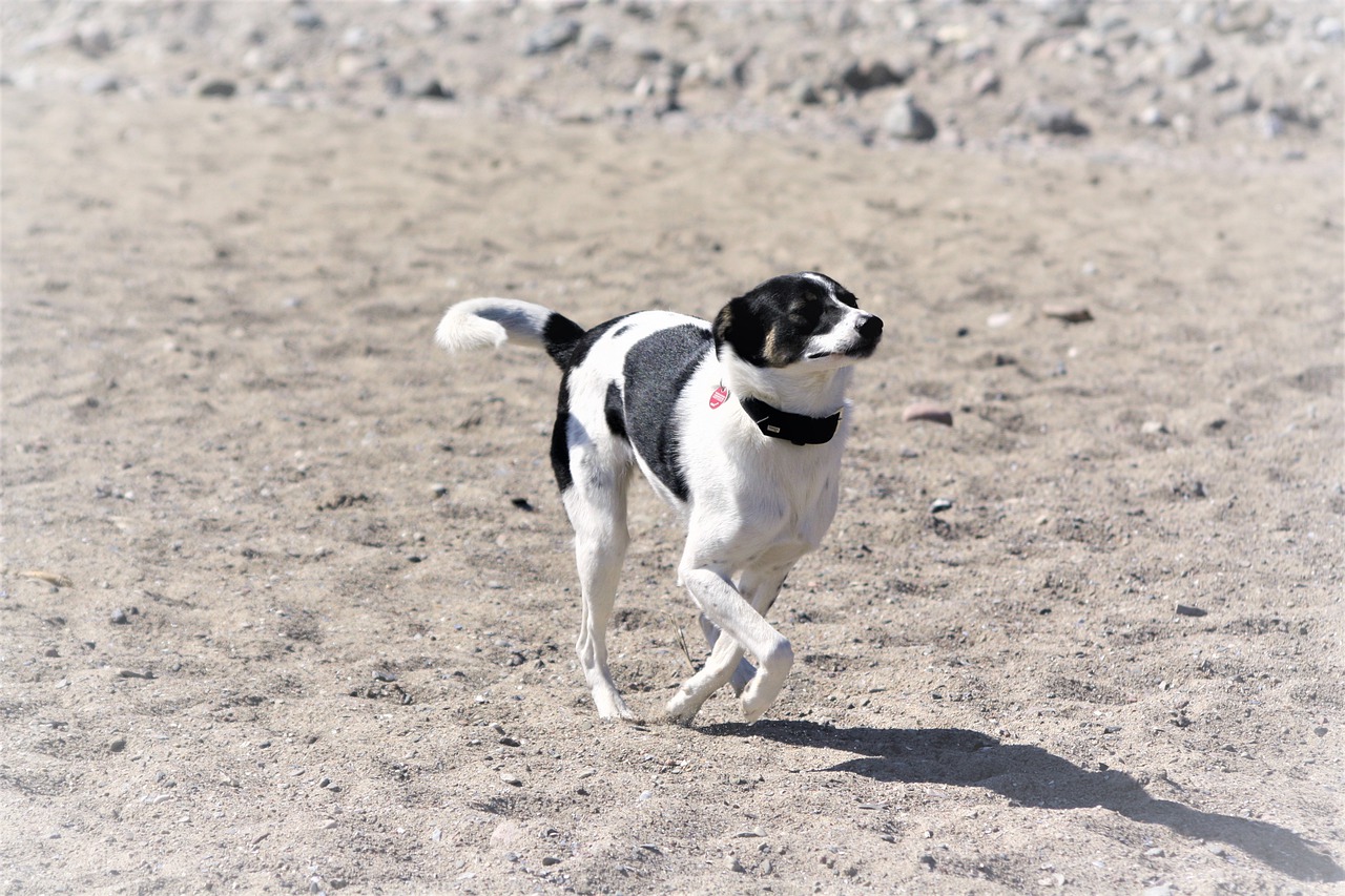 sporty  baltic sea beach  dog free photo