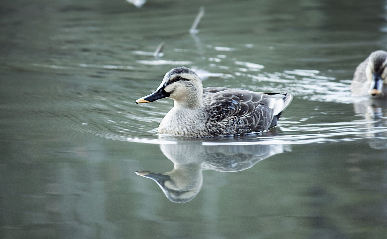 spot-billed duck bird lake free photo