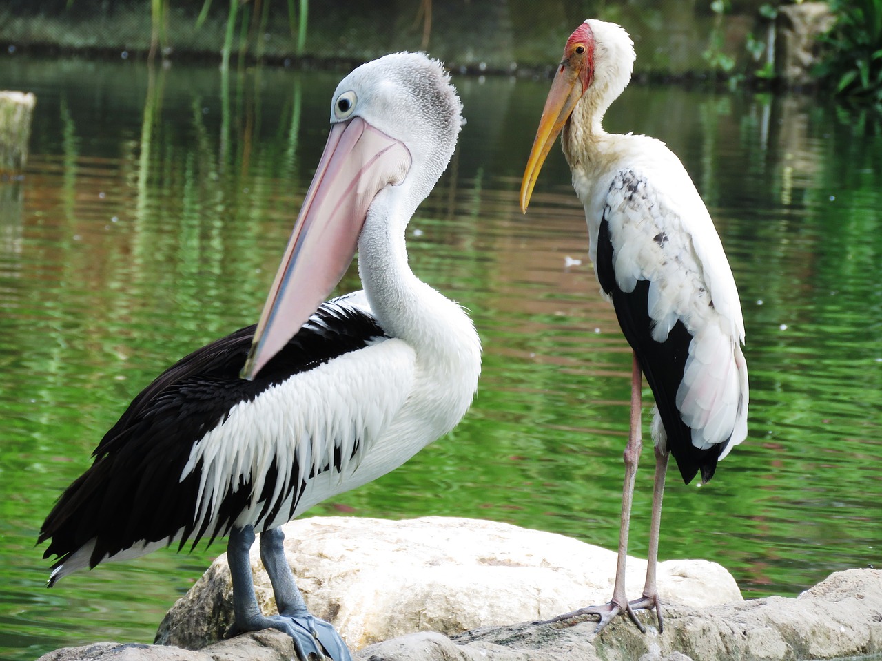 spotbilled pelican heron birds double free photo