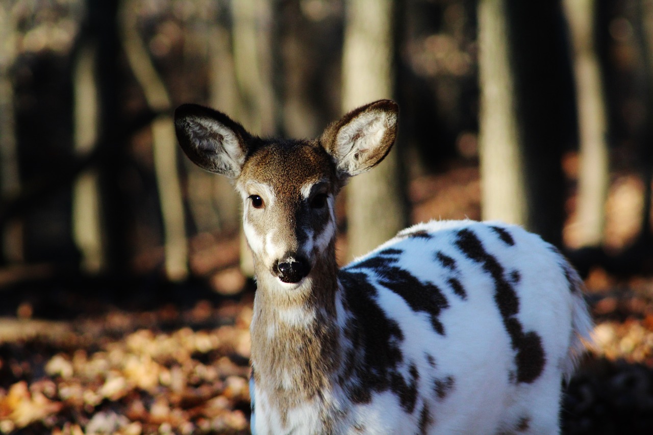 spotted deer wildlife free photo