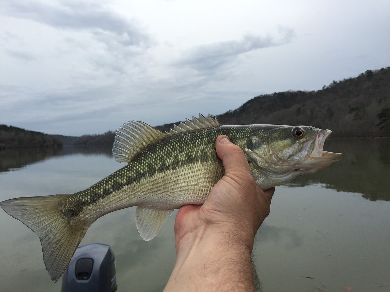 spotted bass fishing angling free photo