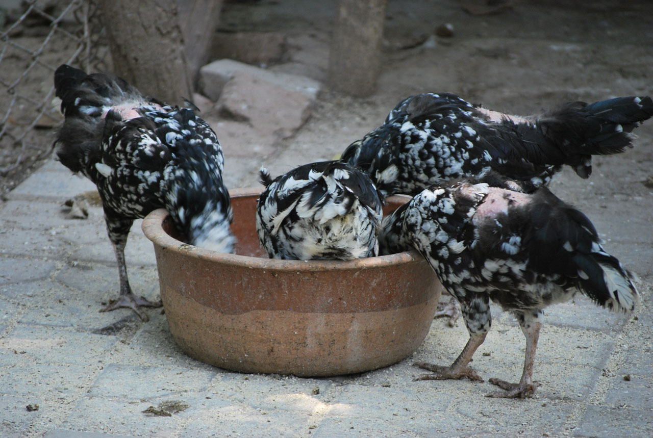 chicken chickens poultry free photo