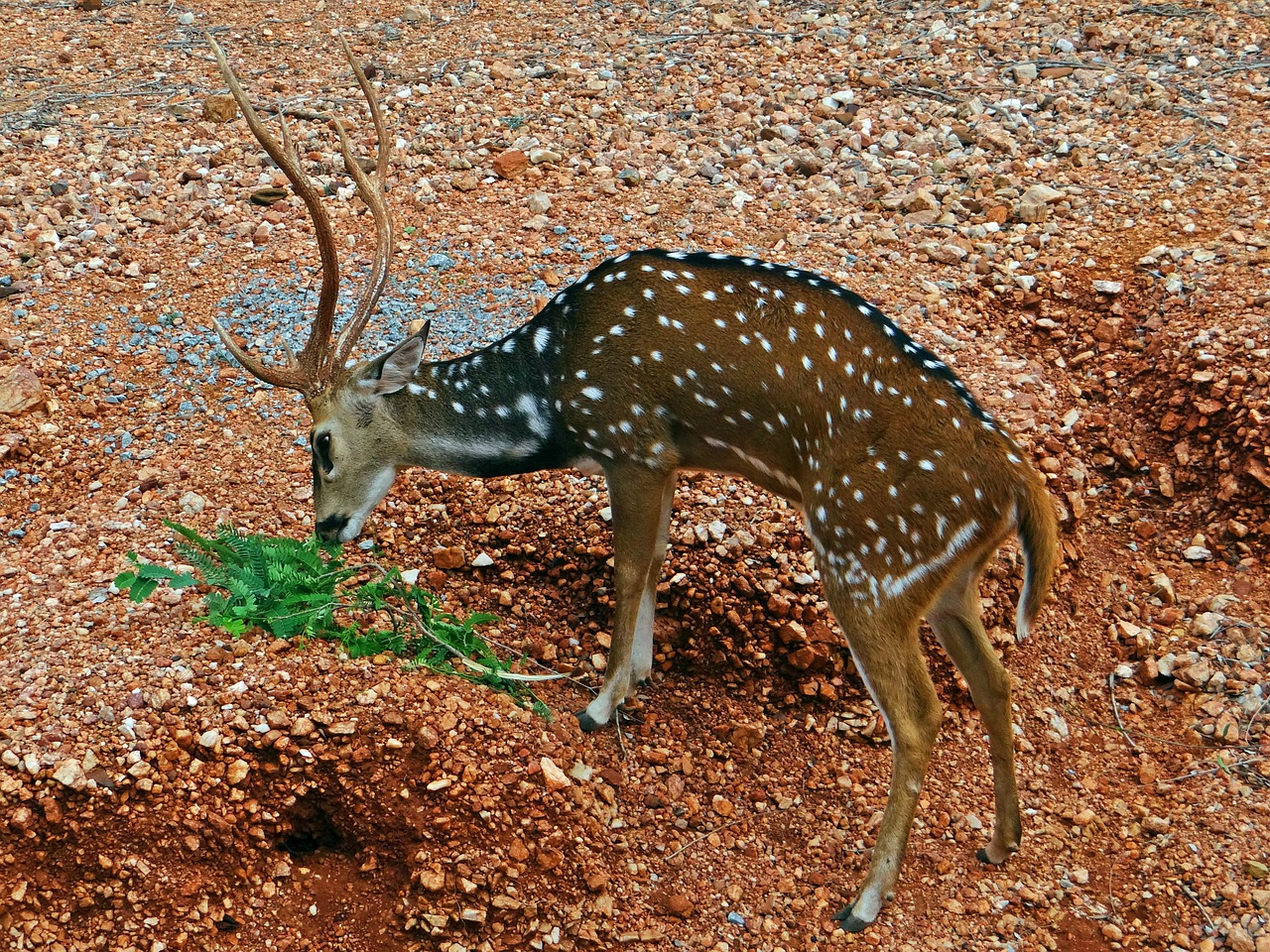spotted deer chital cheetal free photo