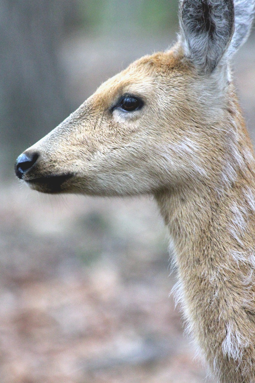 spotted deer doe cervus nippon free photo