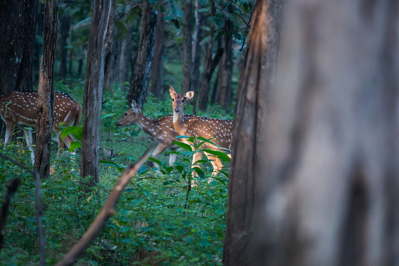 spotted deer deer forest free photo