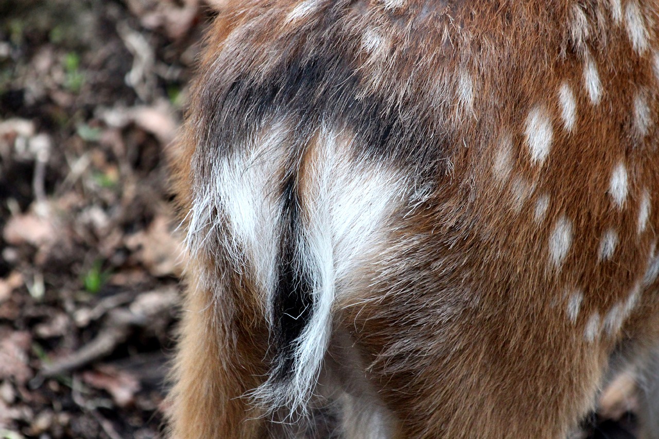 spotted deer cervus nippon doe free photo