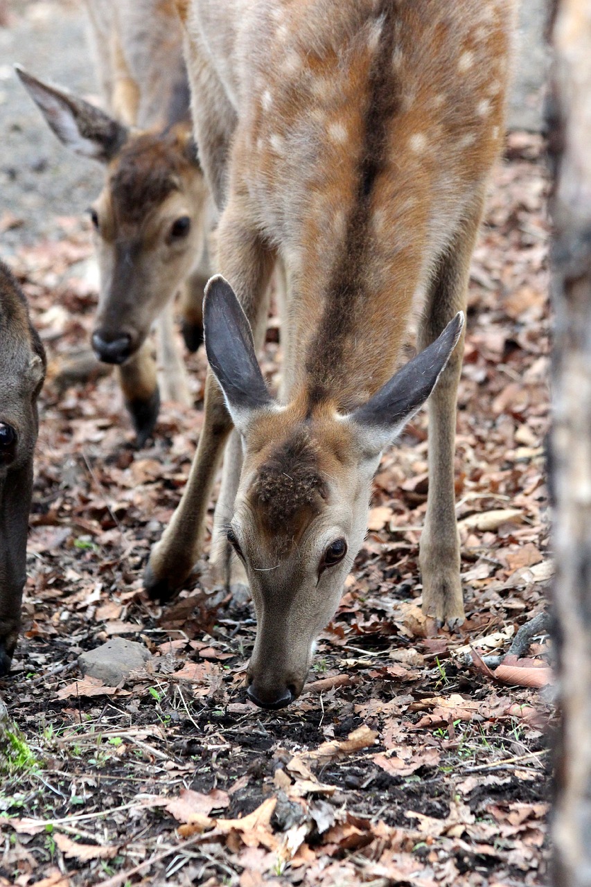 spotted deer cervus nippon doe free photo