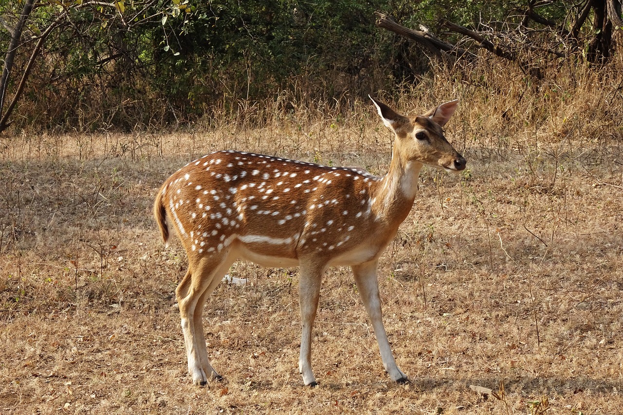 spotted deer chital doe free photo