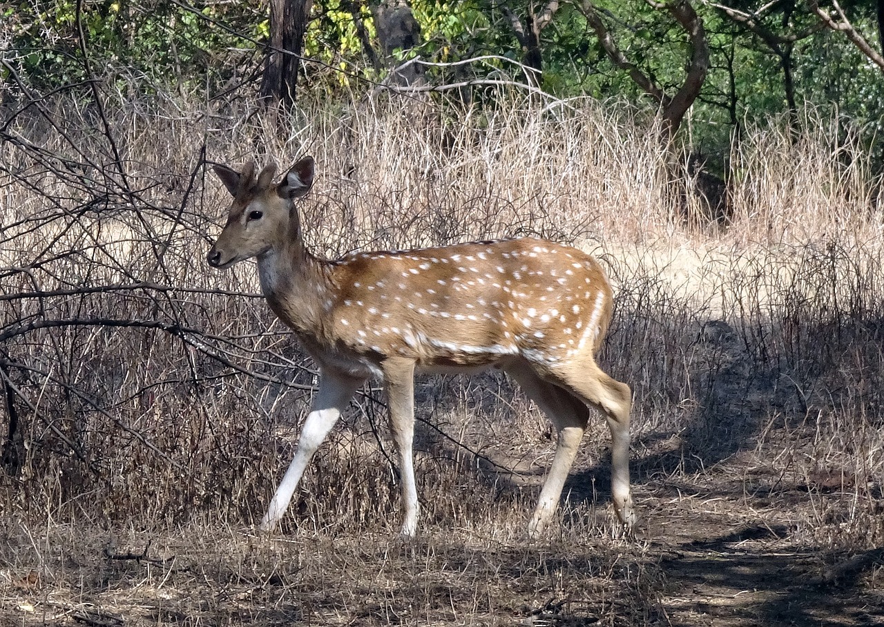 spotted deer chital doe free photo