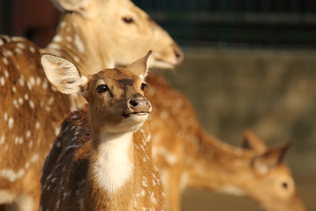 spotted deer  animal  fawn free photo