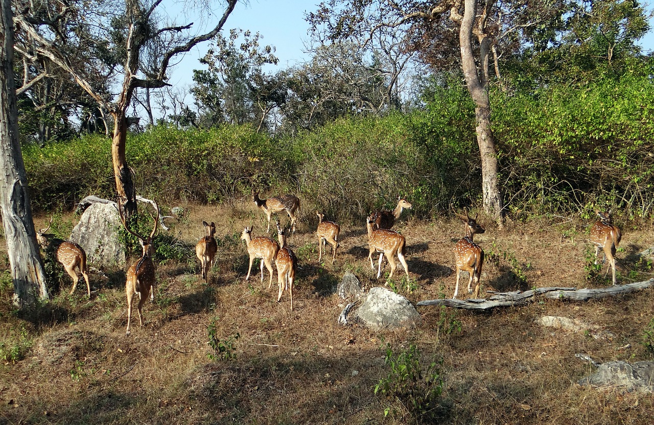 spotted deer chital axis axis free photo
