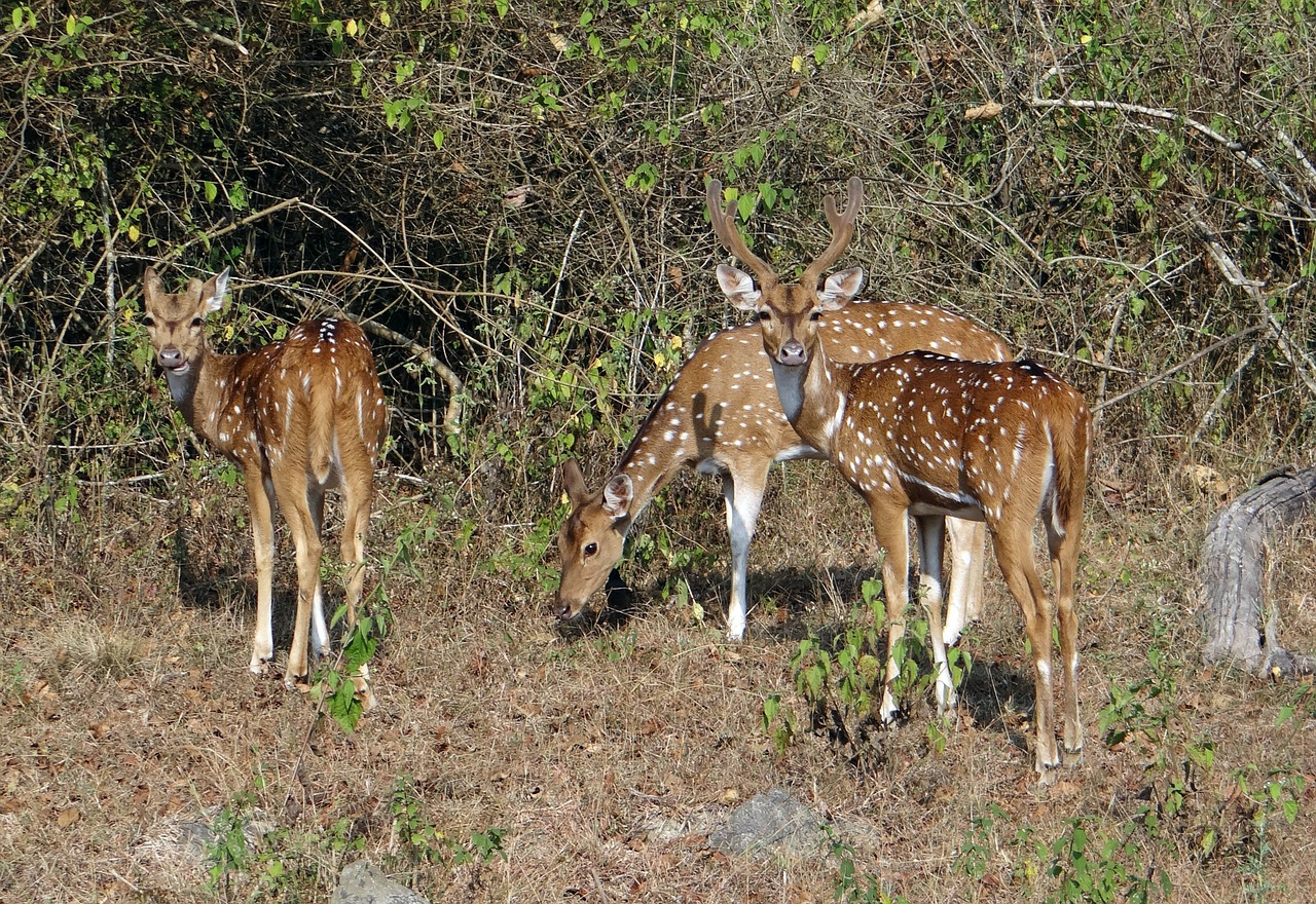 spotted deer chital axis axis free photo
