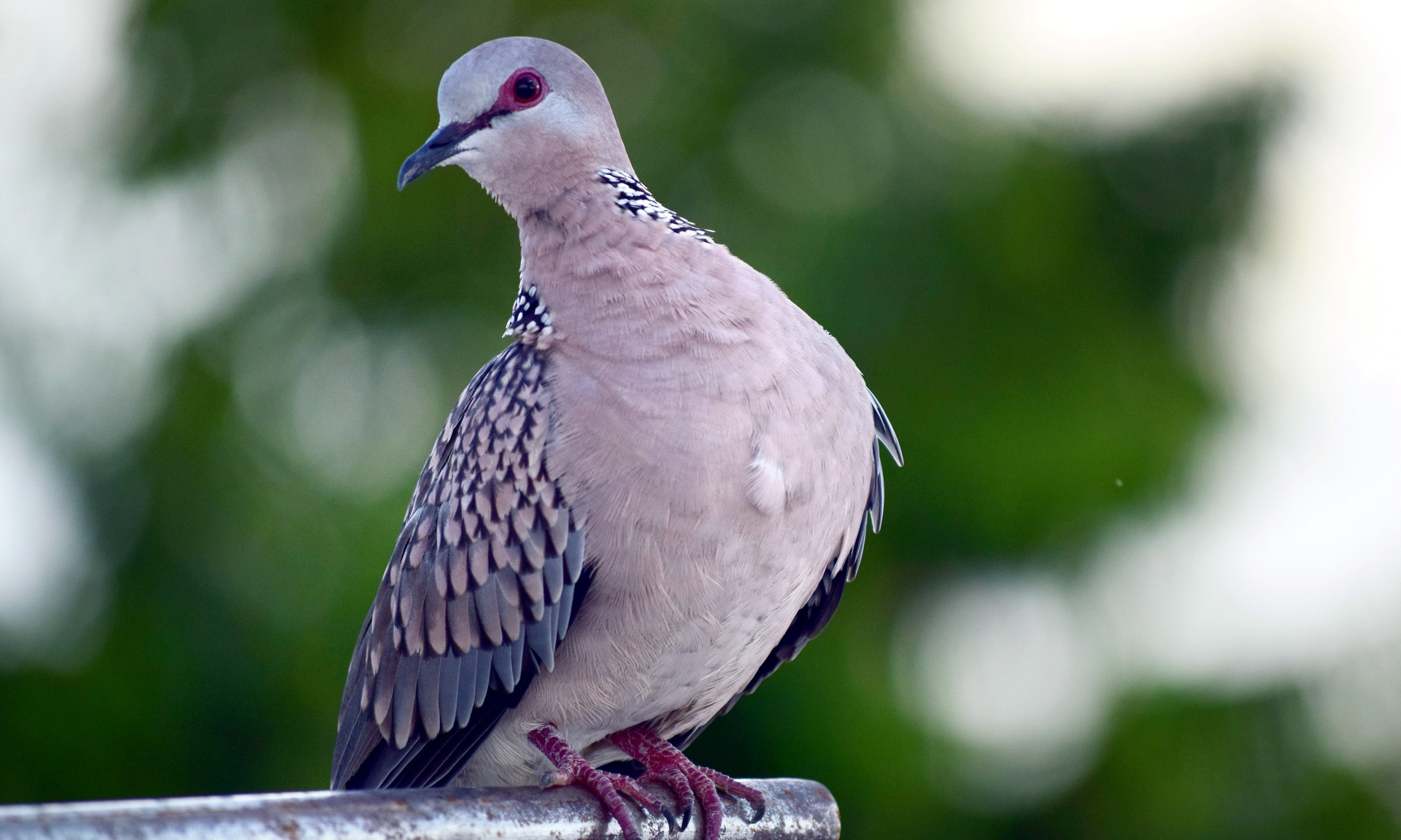 spotted dove bird free photo