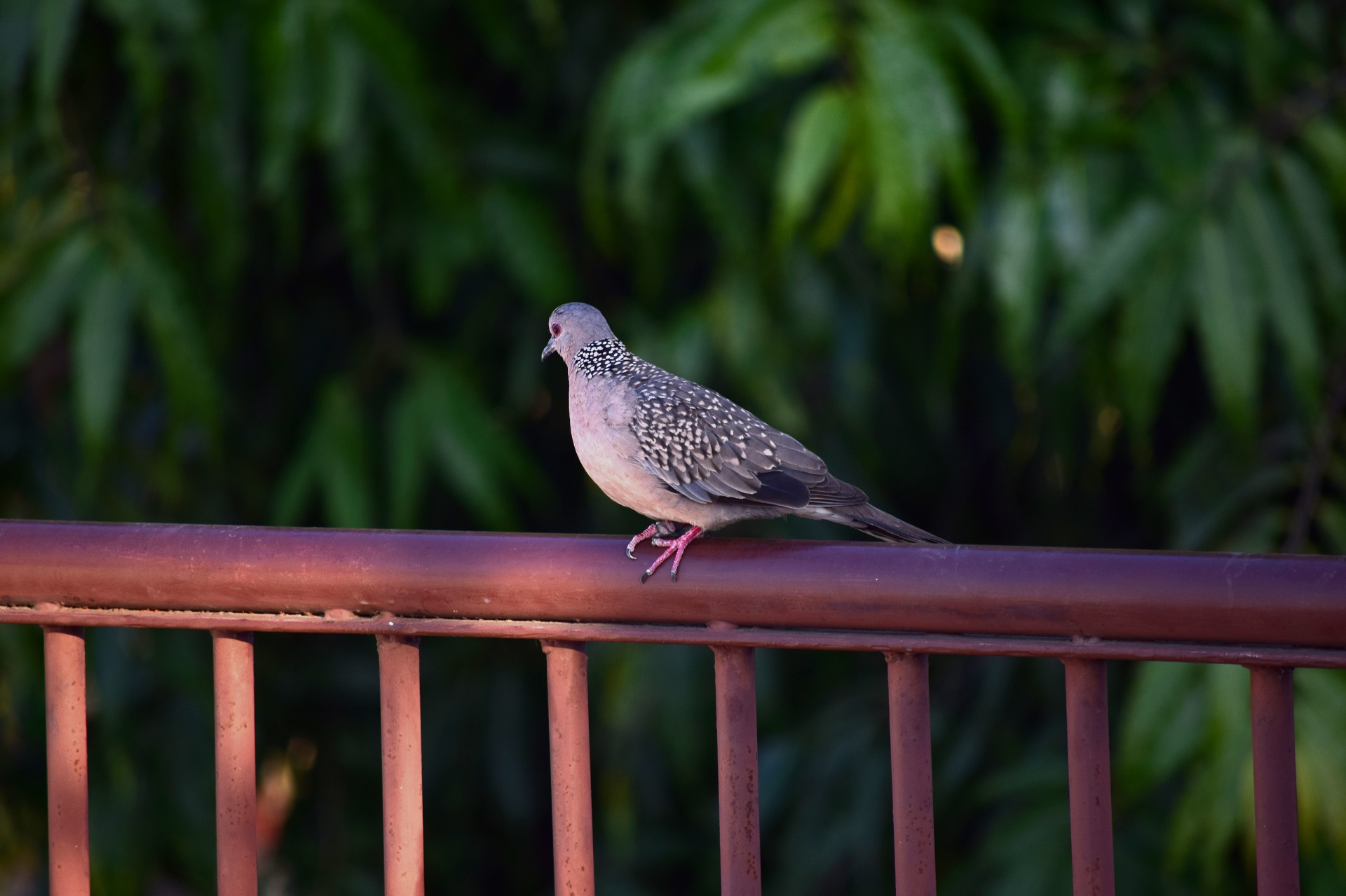 dove spotted bird free photo