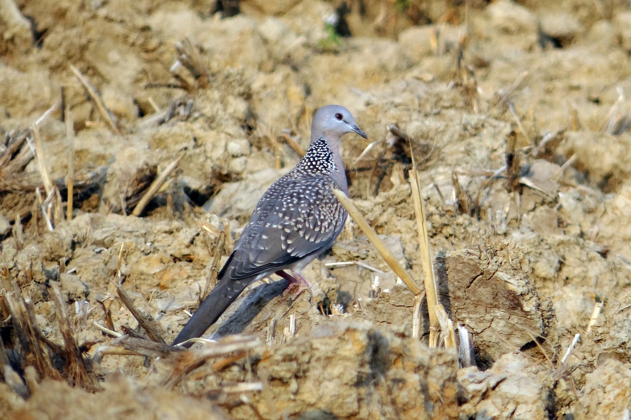 spotted dove streptopelia chinensis bird free photo