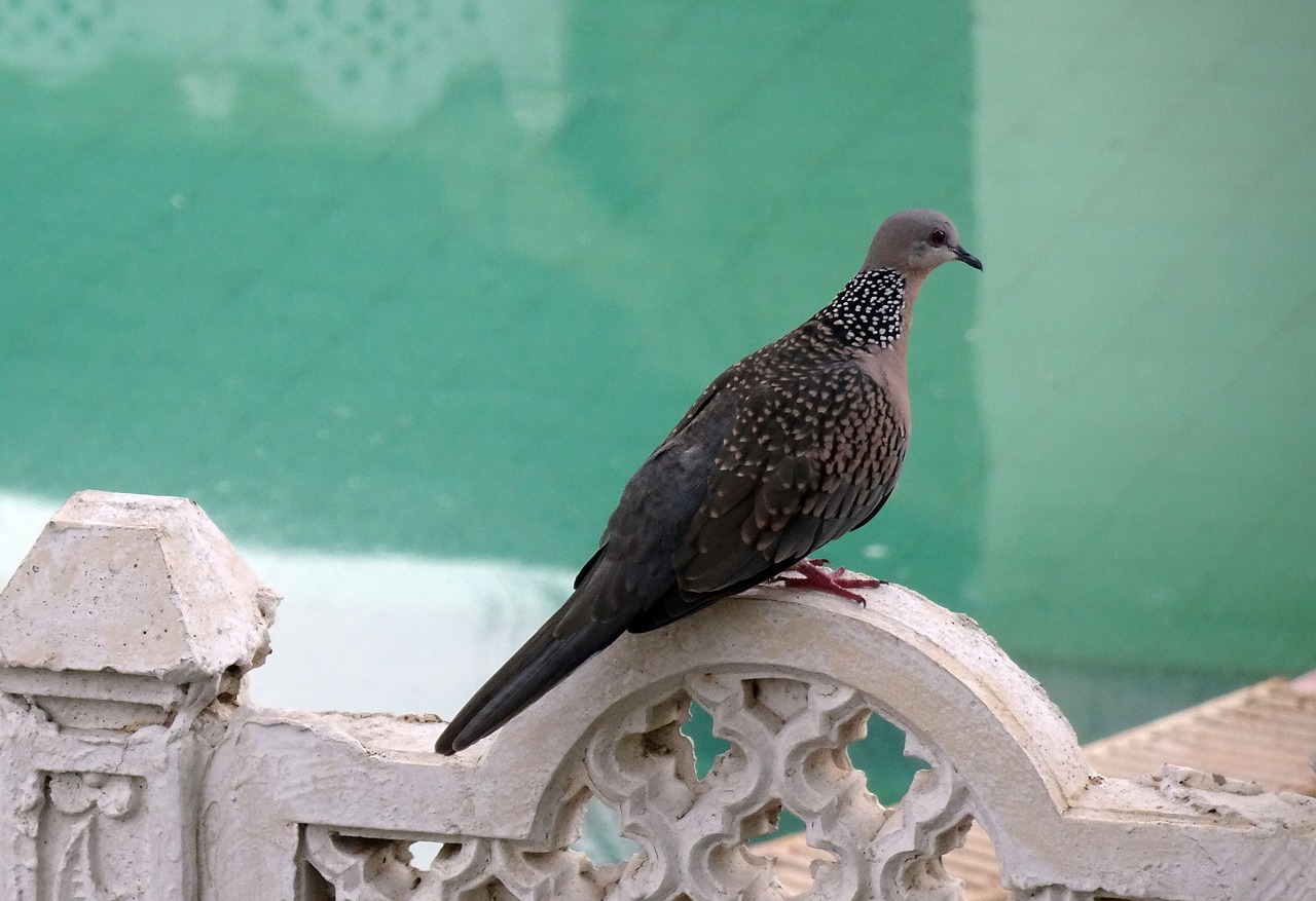 spotted dove streptopelia chinensis bird free photo