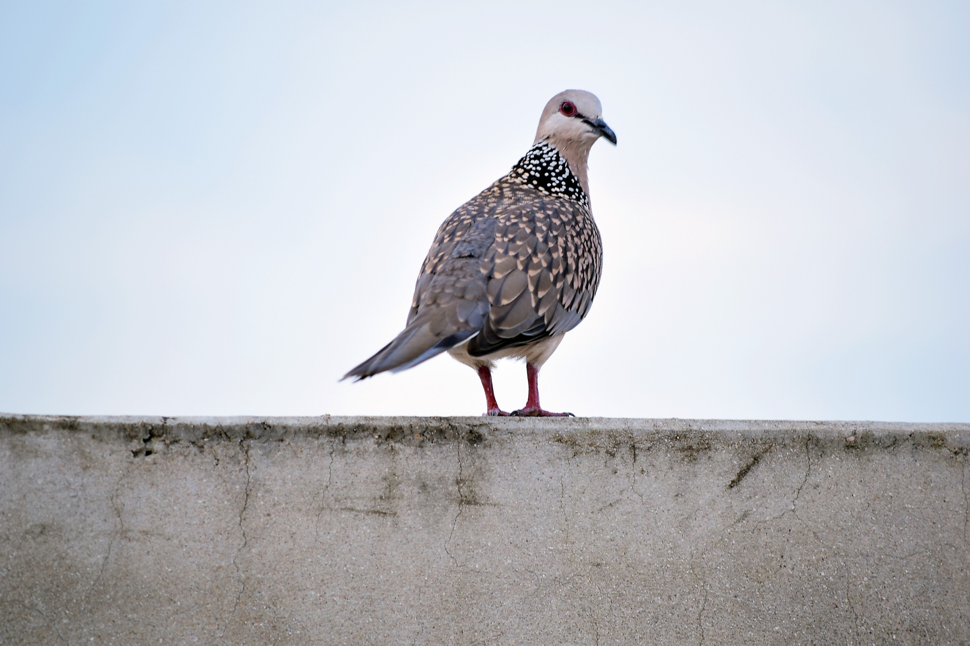 dove spotted animal free photo