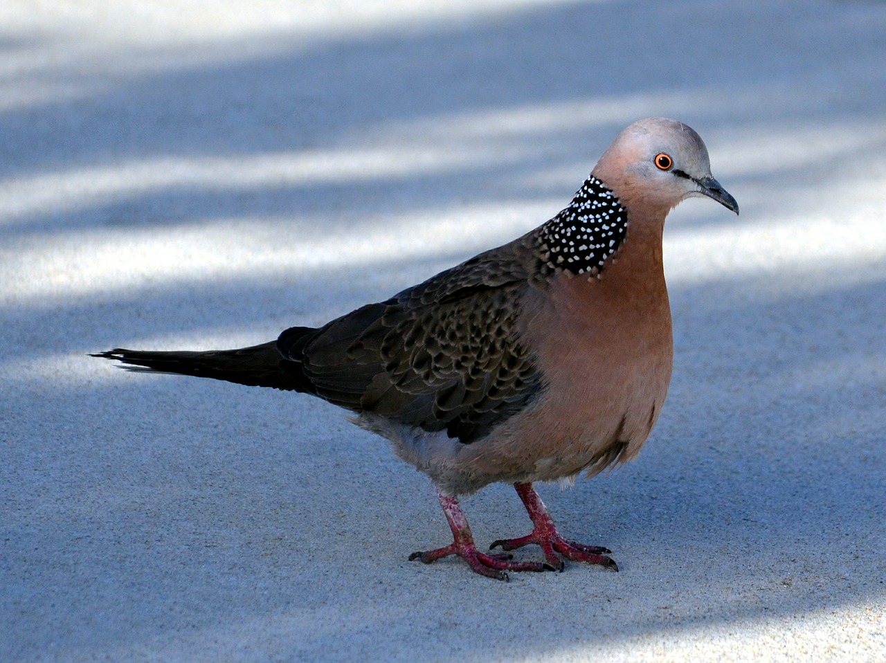 spotted dove pigeon bird free photo