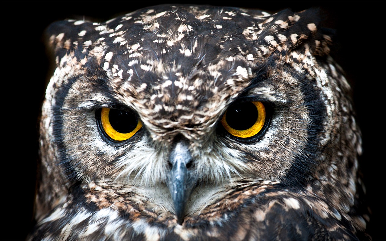 spotted eagle owl portrait owl free photo