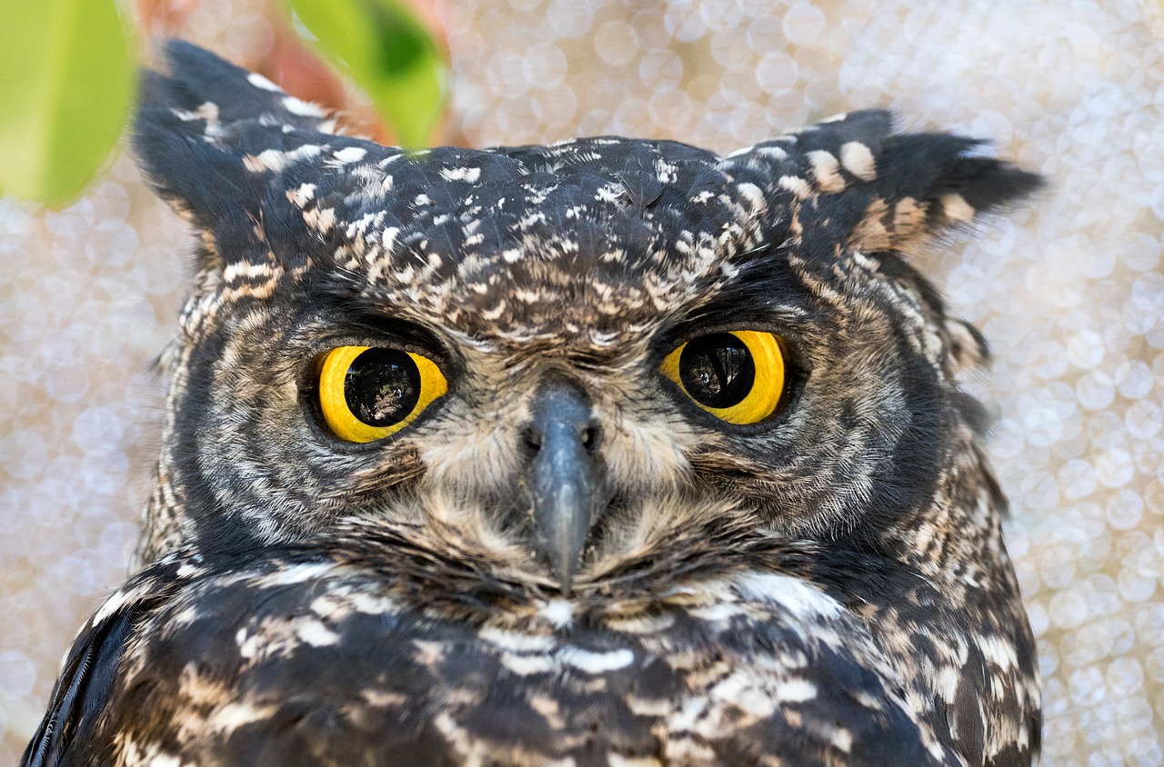 spotted eagle owl owl bird free photo